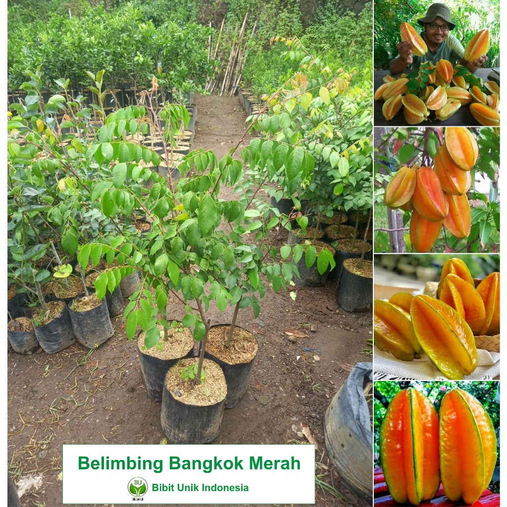 BIBIT BELIMBING MADU BANGKOK MERAH