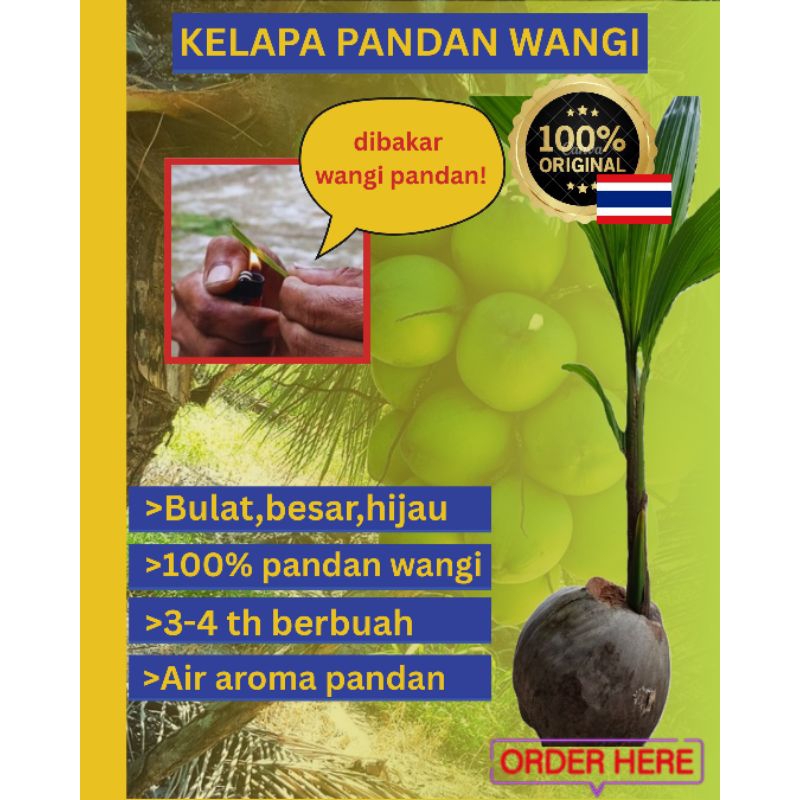 Kelapa Pandan Wangi Thailand