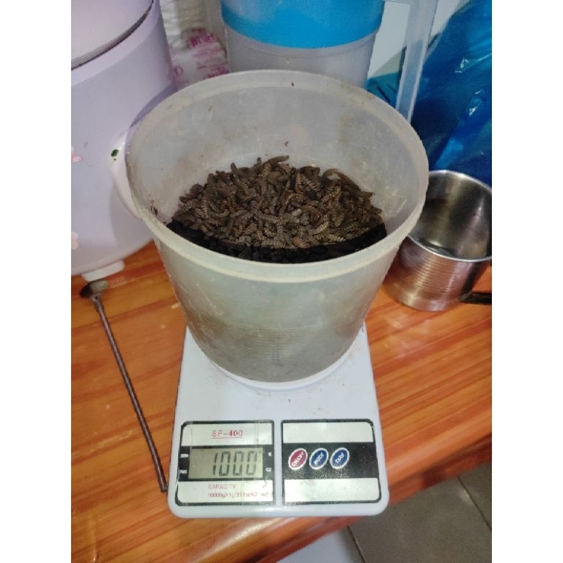 PREPUPA INDUKAN MAGGOT BSF 1 KG
