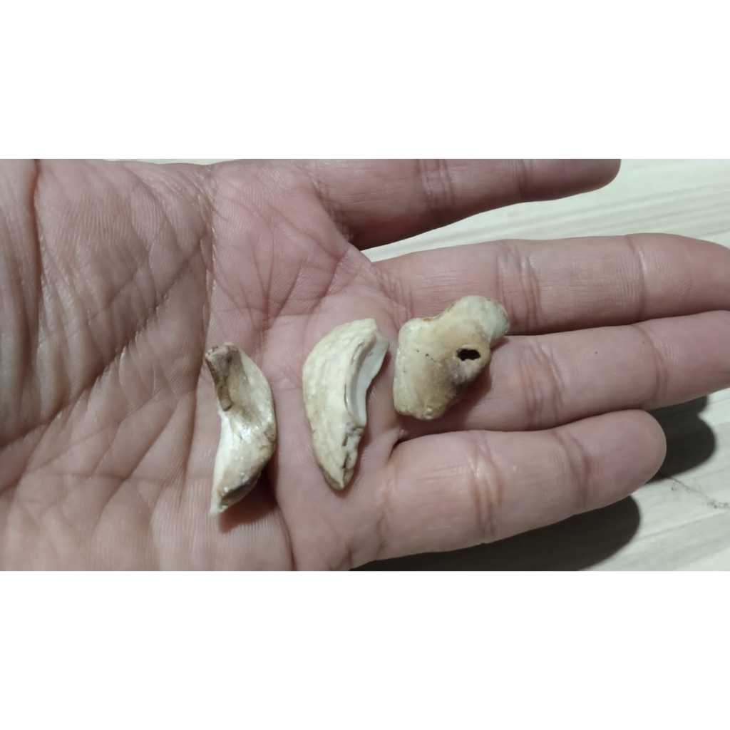 Fosil Gigi Asli Takeall