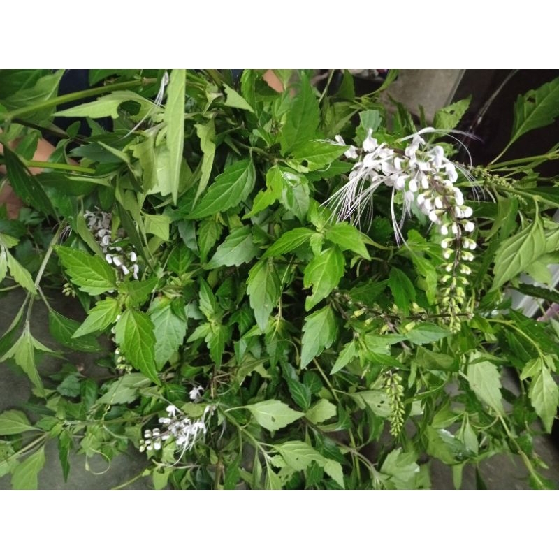 

Daun kumis kucing 500 gr / 1kg ( obat herbal )
