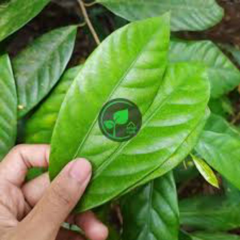 

daun pala segar super per 500lembar di petik dadakan