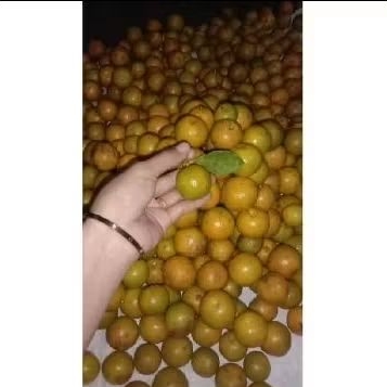 

Jeruk sonkit / Jeruk kunci / Jeruk kasturi / Sonkit ( kuning )