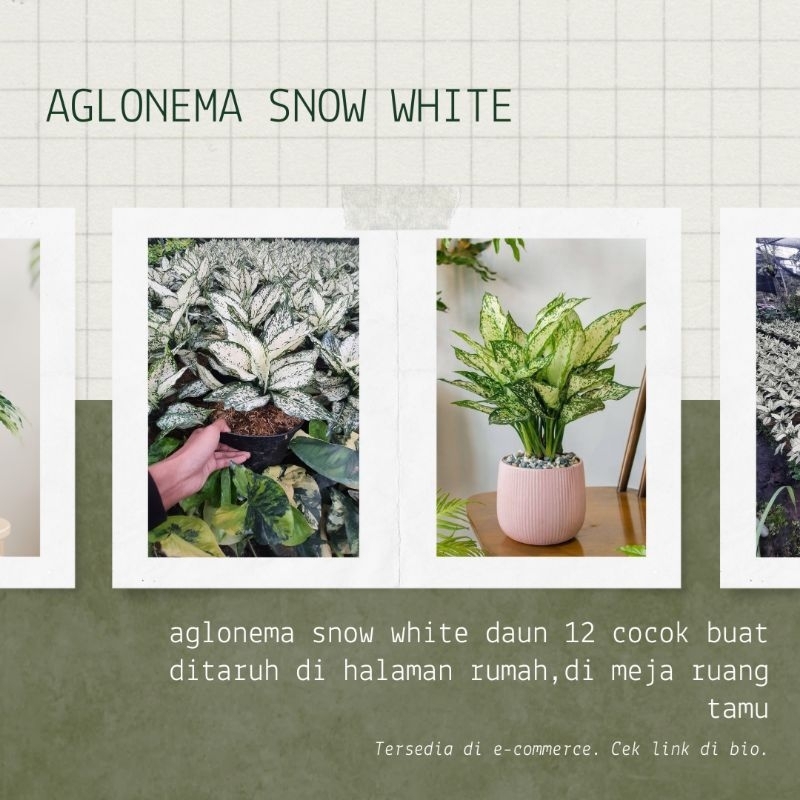 bunga aglonema snow white
