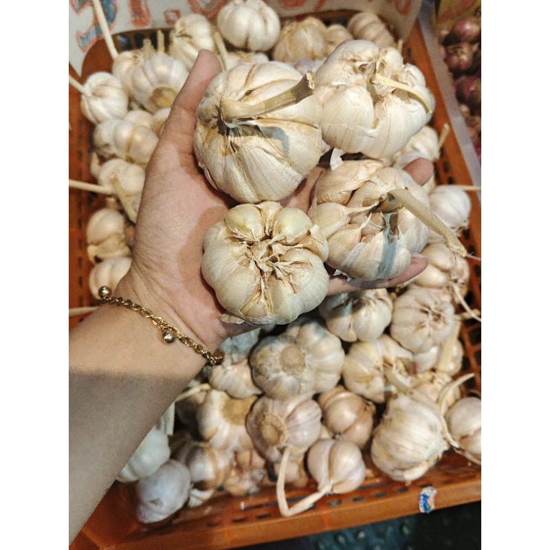 

bawang putih Sinco