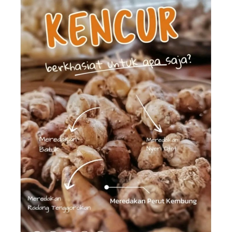 

kencur segar 50gr baru dipetik obat herbal berkualitas