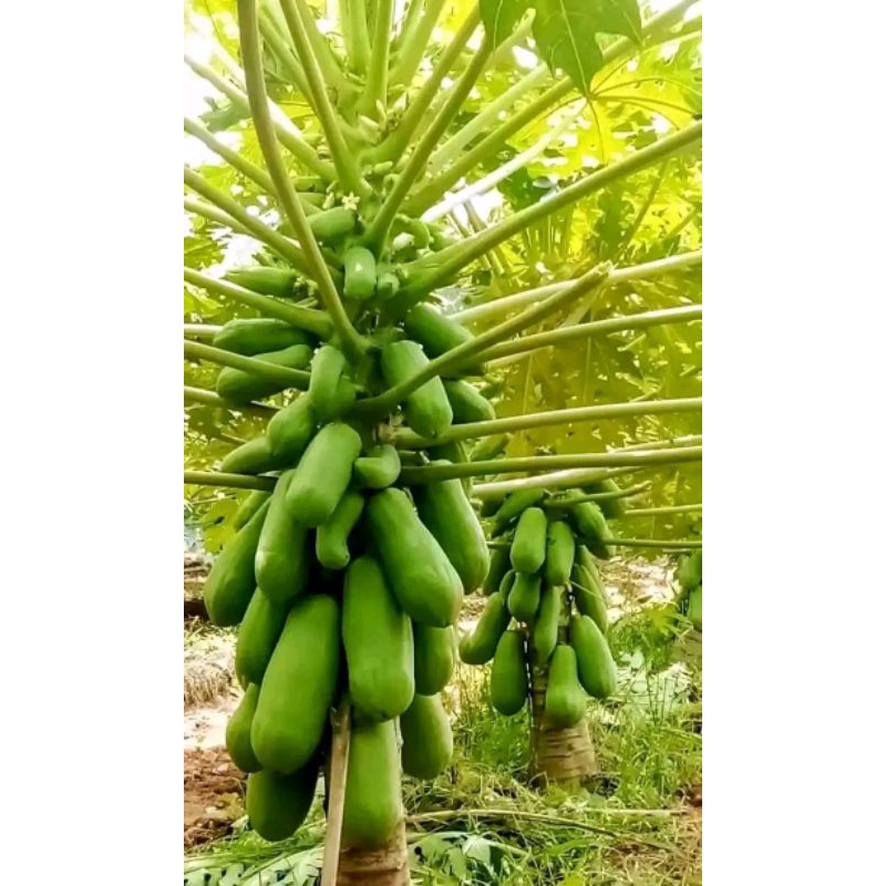 bibit pepaya California madu isi 100 biji