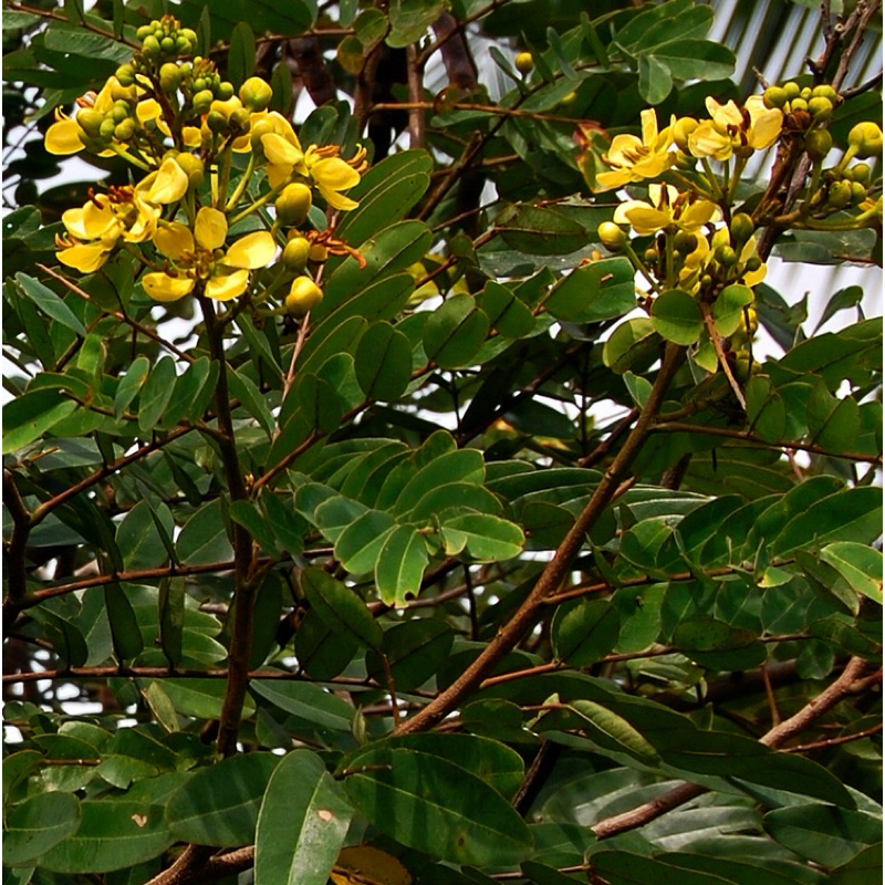 

daun johar segar 1 kg