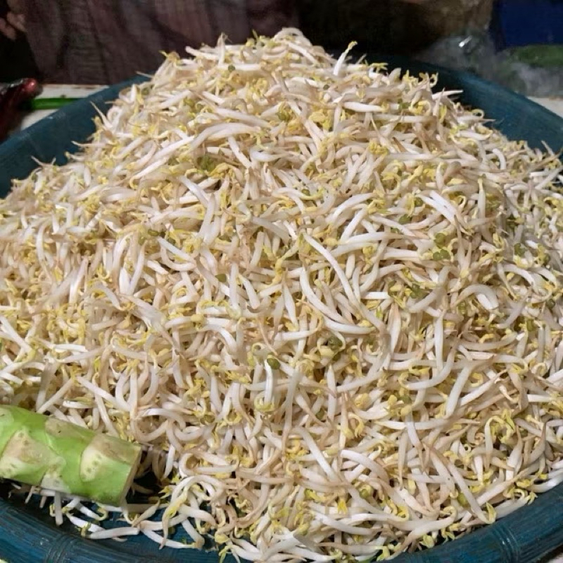 

Tauge segar 250g & 500g