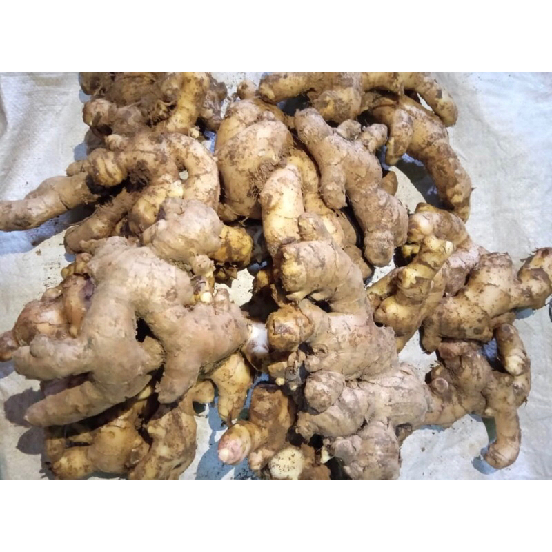 

Jahe Segar 1 kg | Jahe Super | Jahe Herbal Putih