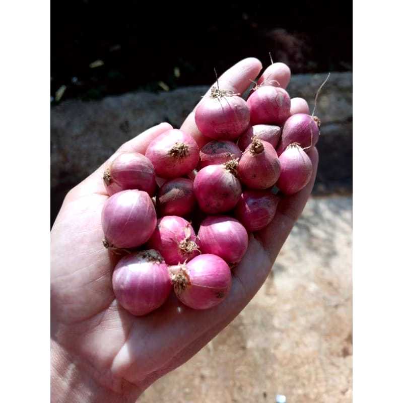 

Bawang Merah 500gr asli Brebes Kering Fresh