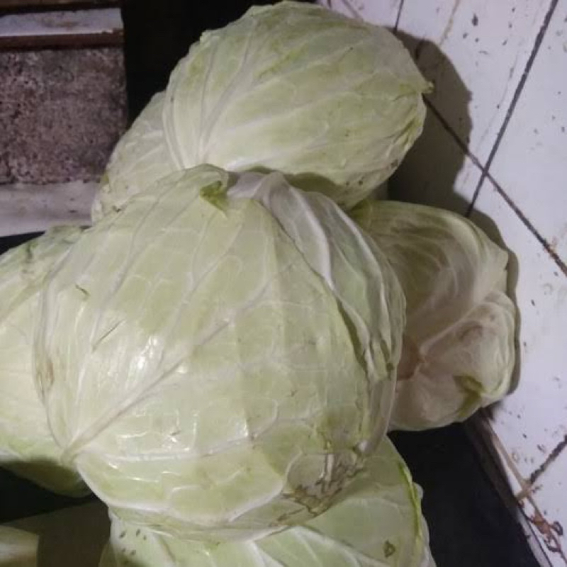 

Sayur kol putih gubis kubis fresh