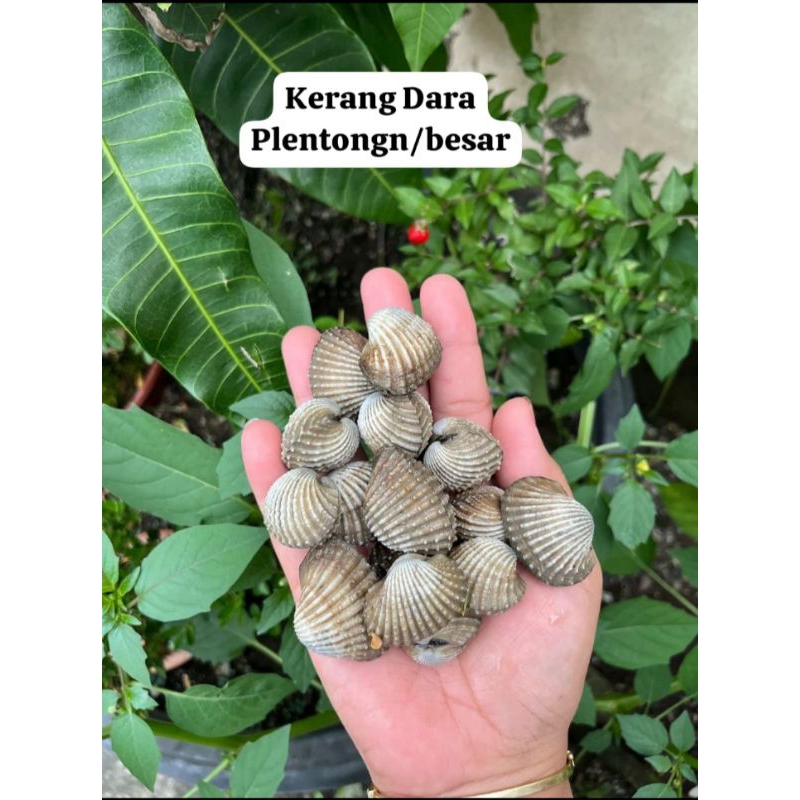 

Kerang Dara