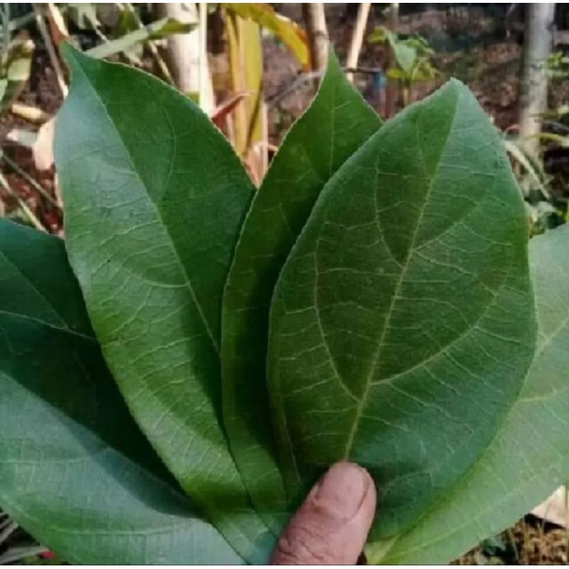 

Daun cincau perdu segar