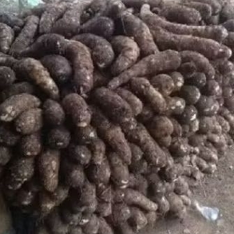 

[YN] COD TALAS BALITUNG 1 KG / UBI BALITUNG / UBI TALAS