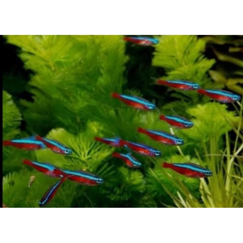 

Cardinal Tetra