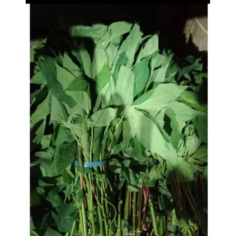 

Daun singkong segar / godong pohong / godong menyok / sayur ikat