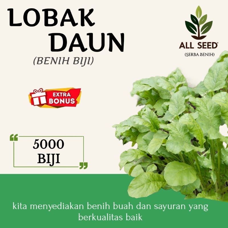 Benih lobak daun isi (±5000 biji), bibit biji lobak daun lalap