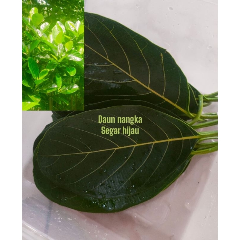 

Daun Nangka Segar 100gr – Herbal Daun Sehat