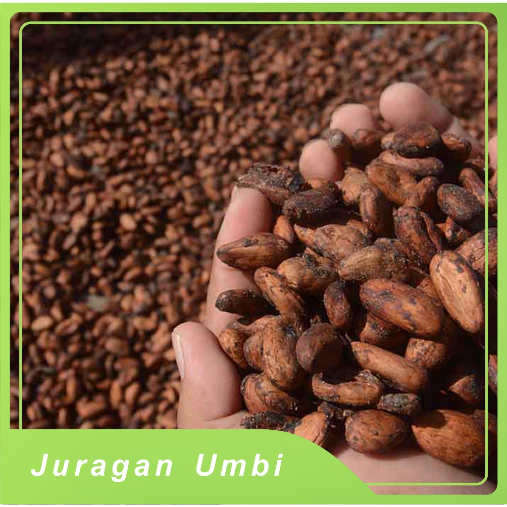 biji benih kakao coklat kwalitas unggul  siap pakai
