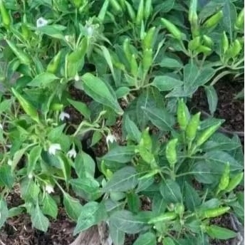 pohon cabe rawit bibit pohon cabe rawit ijo cabe rawit