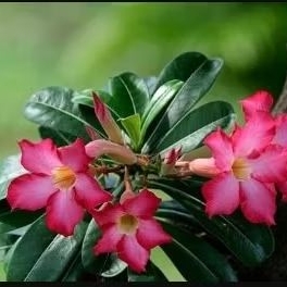 tanaman hias kamboja jepang bibit pohon kamboja adenium bibit pohon hias adenium kamboja jepang