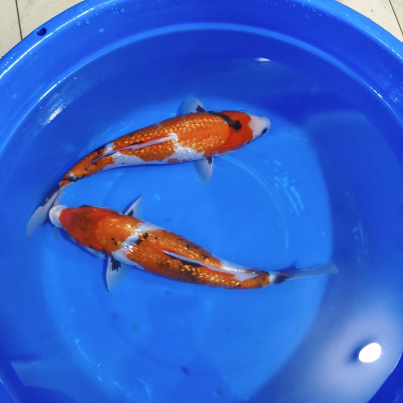 Paket 2 Ekor Ikan Koi Jenis Showa Ginrin Ukuran 35-36CM