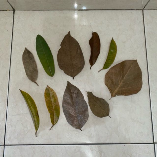 Daun kering prakarya kerajinan kolase