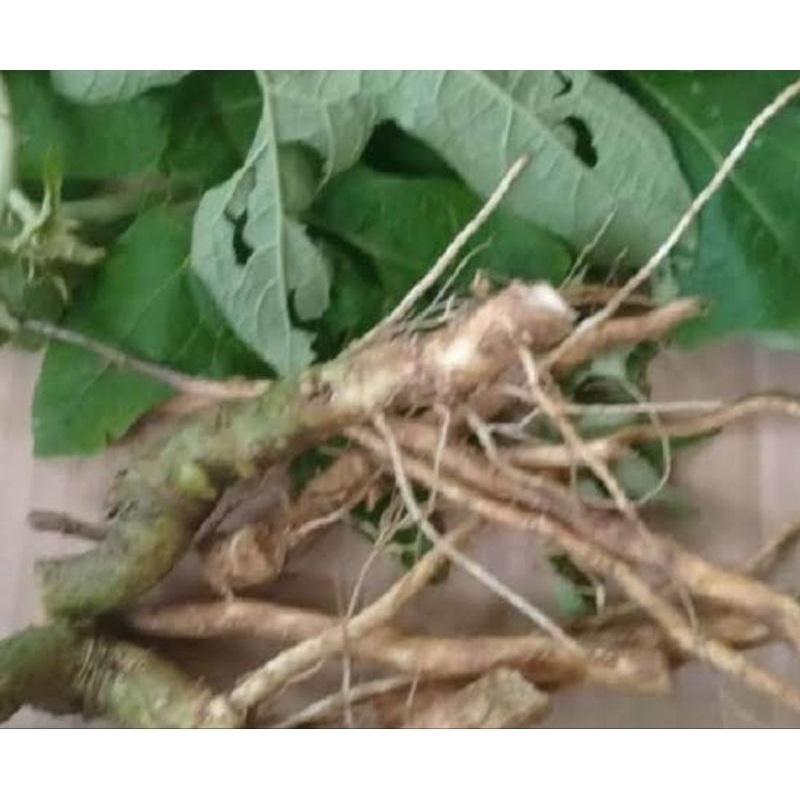 

Akar kecubung segar organik 500 gram-az