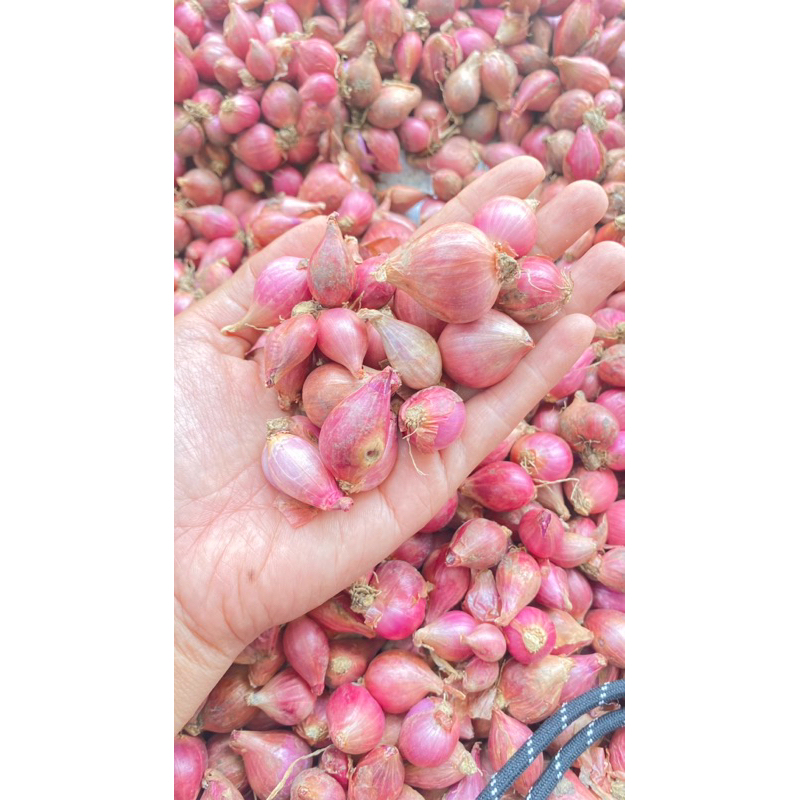 

[TERMURAH] Bawang Merah Brebes varian super B