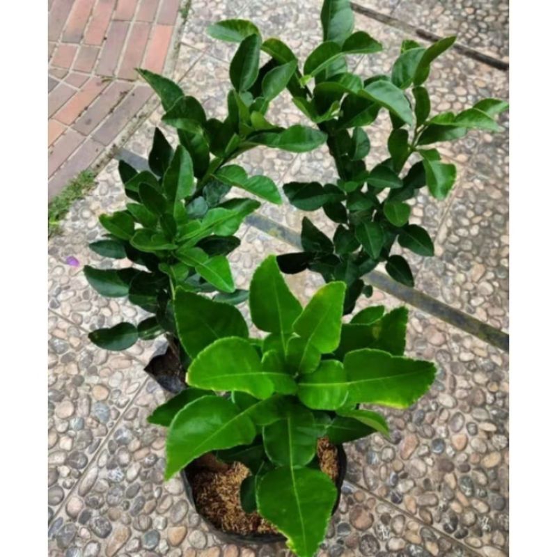 bibit daun jeruk 8 jeruk purut