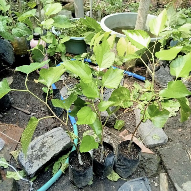 Tumbas Tani Bibit White Long Murbei Aroma Vanila Real Siap Dibuahkan