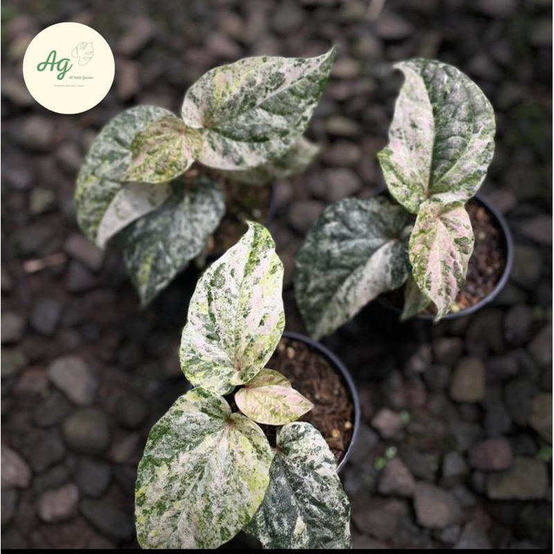 Tanaman hias piper sylvaticum variegated tricolor