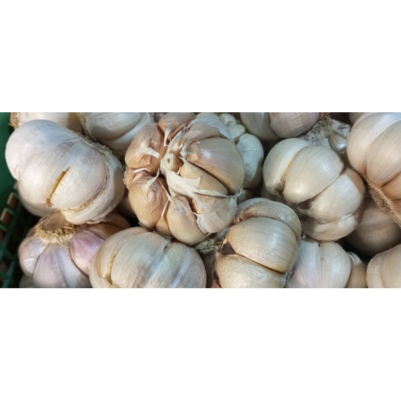 

bawang putih harga per kg