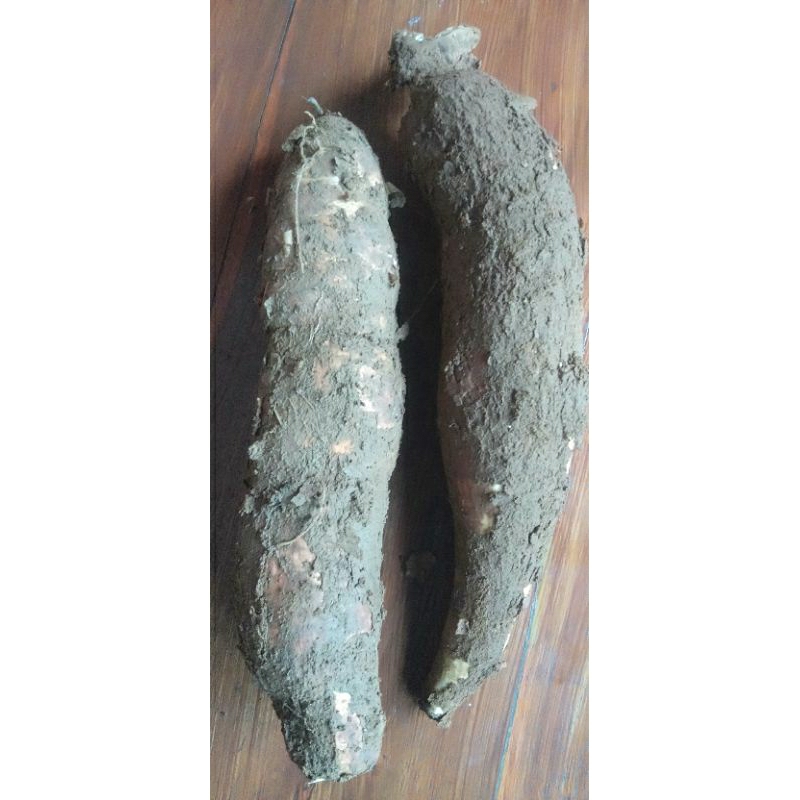 

singkong ketan fresh /kg MURAH Magelang