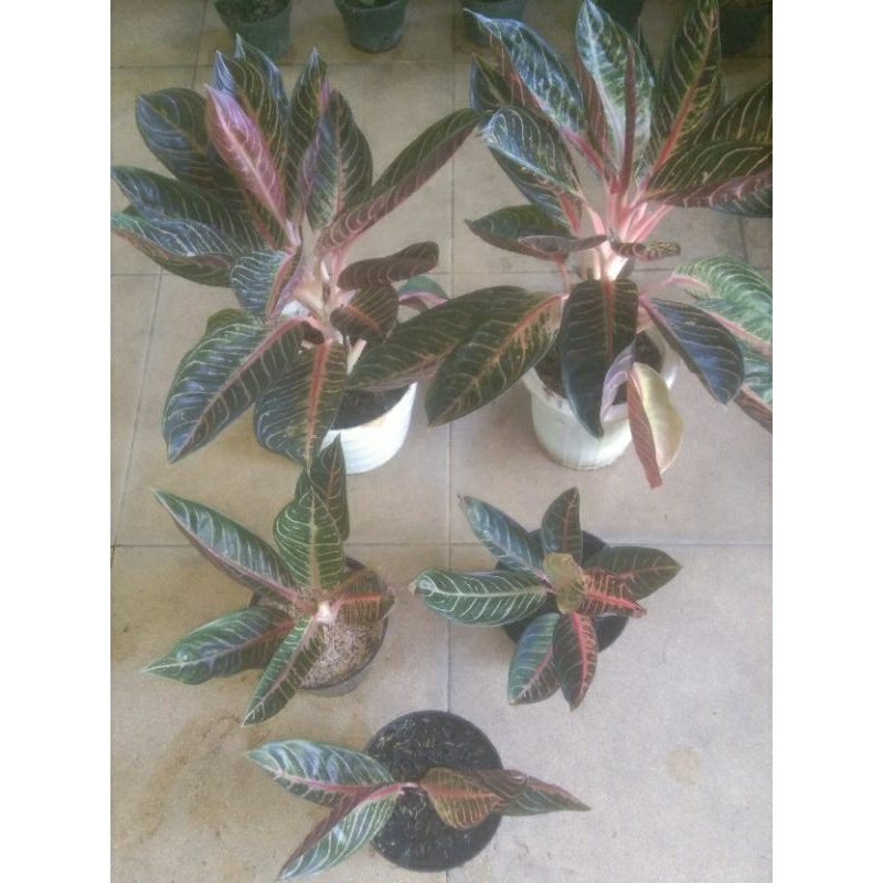 AGLONEMA PRED OF SUMATRA RED/REDSUM INDUKAN JUMBO