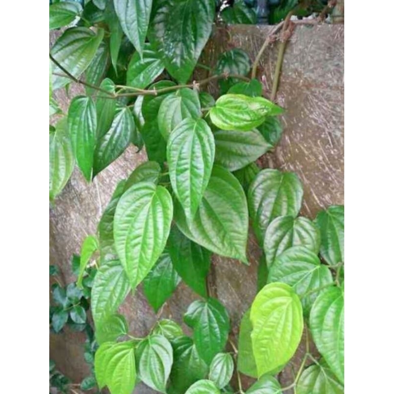 

DAUN SIRIH / DAUN SURUH 20 LEMBAR SEGAR