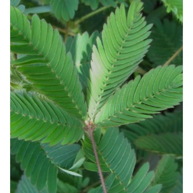 

PUTRI MALU DAUN PUTRI MALU OBAT HERBAL 250GRAM