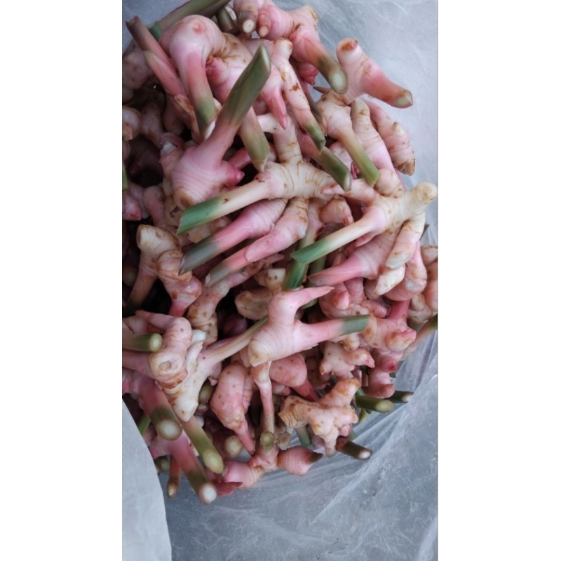 

Lengkuas segar organik