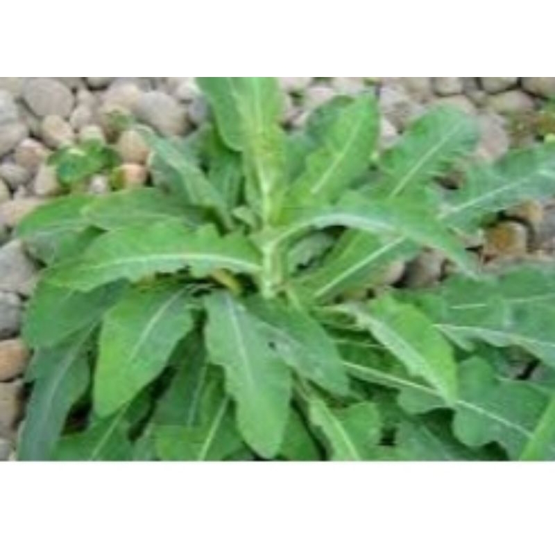 

satu ikat daun tempuyung