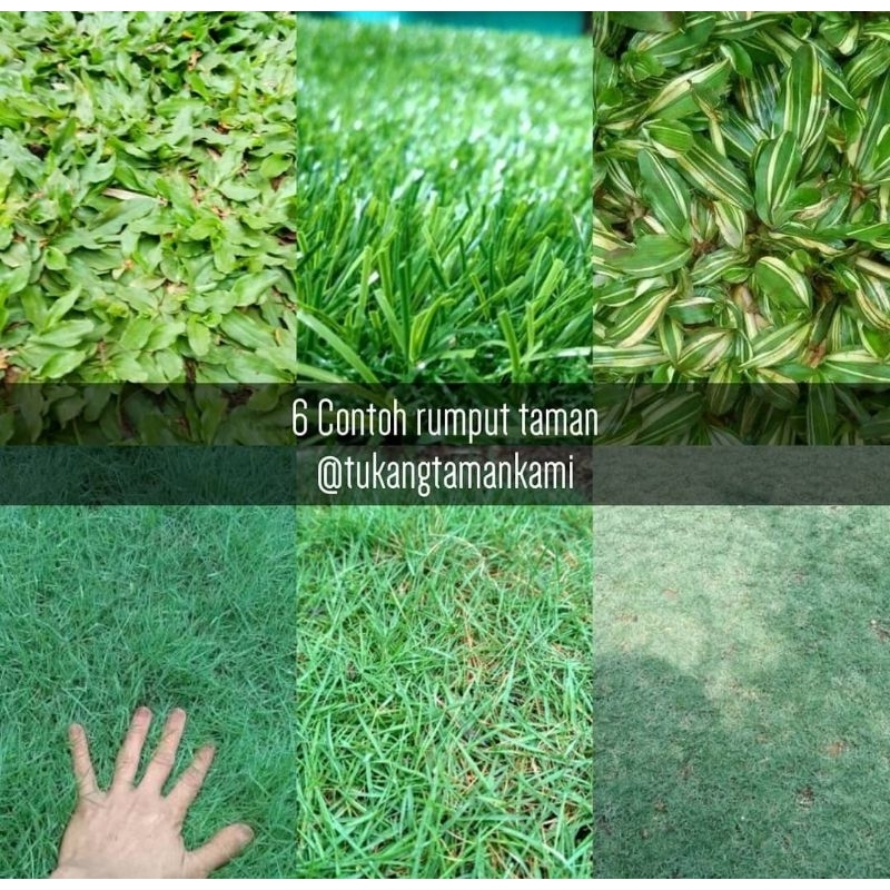 Rumput peking /  rumput jepang / rumput gajah mini 1meter