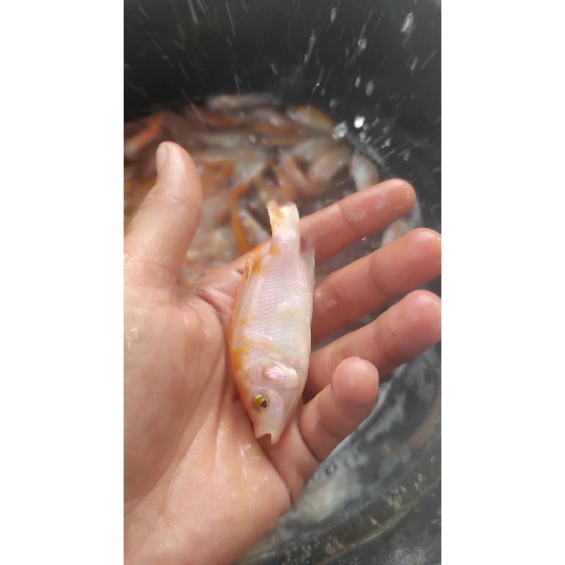 paket 75 ekor bibit ikan nila Bangkok