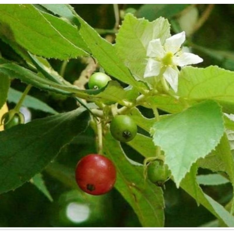 

Daun kersen segar 250gram