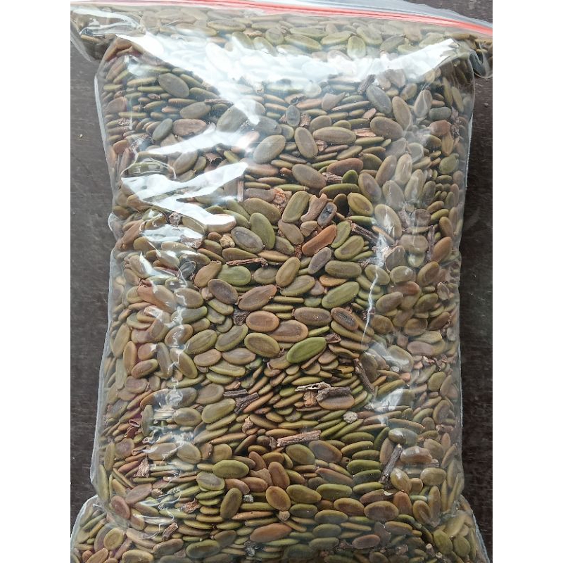 Biji sengon laut super