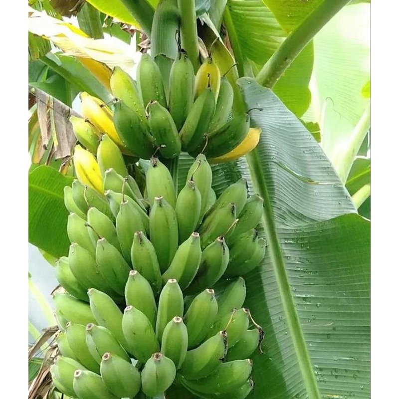 

pisang raja per 1kg
