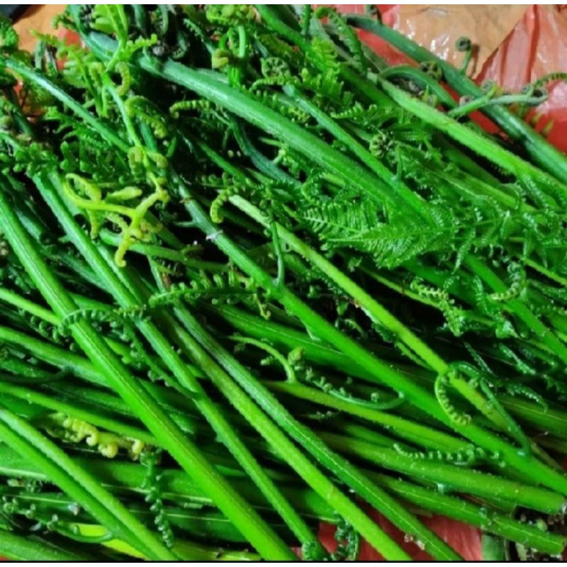 

pakis sayur segar 500gram isi banyak