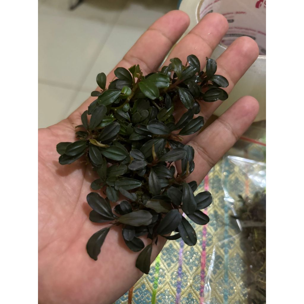 [BUCEPHALANDRA] MINI PHANTOM CLUMP