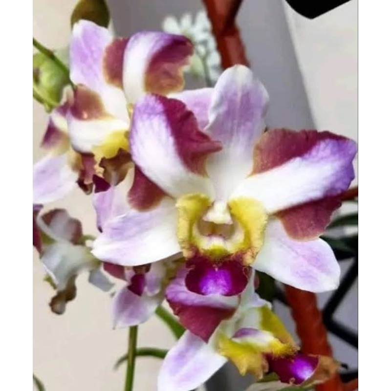 Dendrobium King Dragon Palawa Remaja Siap Bunga kloning import Bangkok