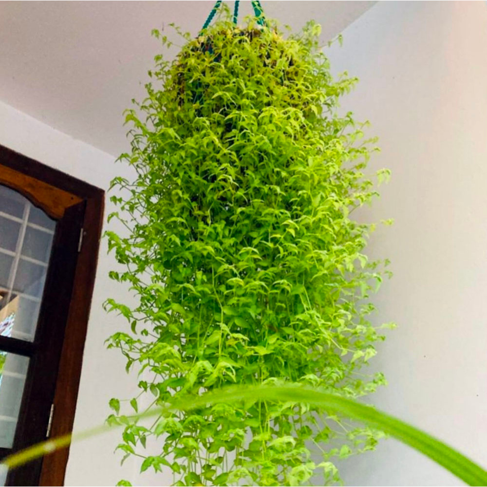 Tanaman hias air mata doa - Green Turtle Vine Callisia Repens