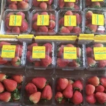 

Buah strawberry sweet darling super import 250 gram